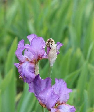 go-Go Iris：高性能、易扩展的Go语言Web框架