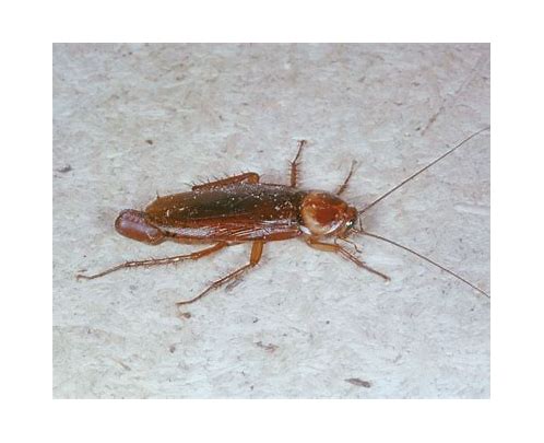 go-CockroachDB：用Go构建的分布式SQL数据库