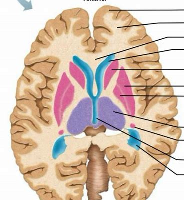 go-Go Nuclei：现代化漏洞扫描与安全测试框架