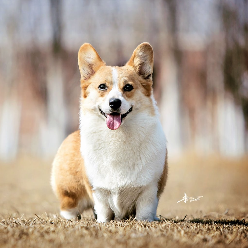 深入探索 C++ 配置管理新利器：tomlplusplus 项目全方位介绍与实战代码实例详解指南